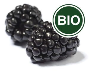 Brombeere Bio