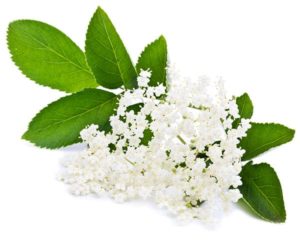 Elderflower