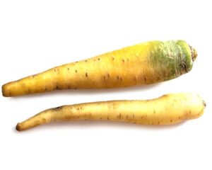 Carrot yellow
