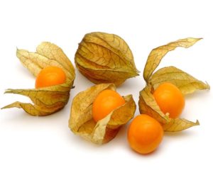 Physalis