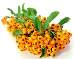 Sea Buckthorn